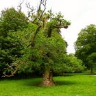 Baum / Irland - Killarney Nationalpark