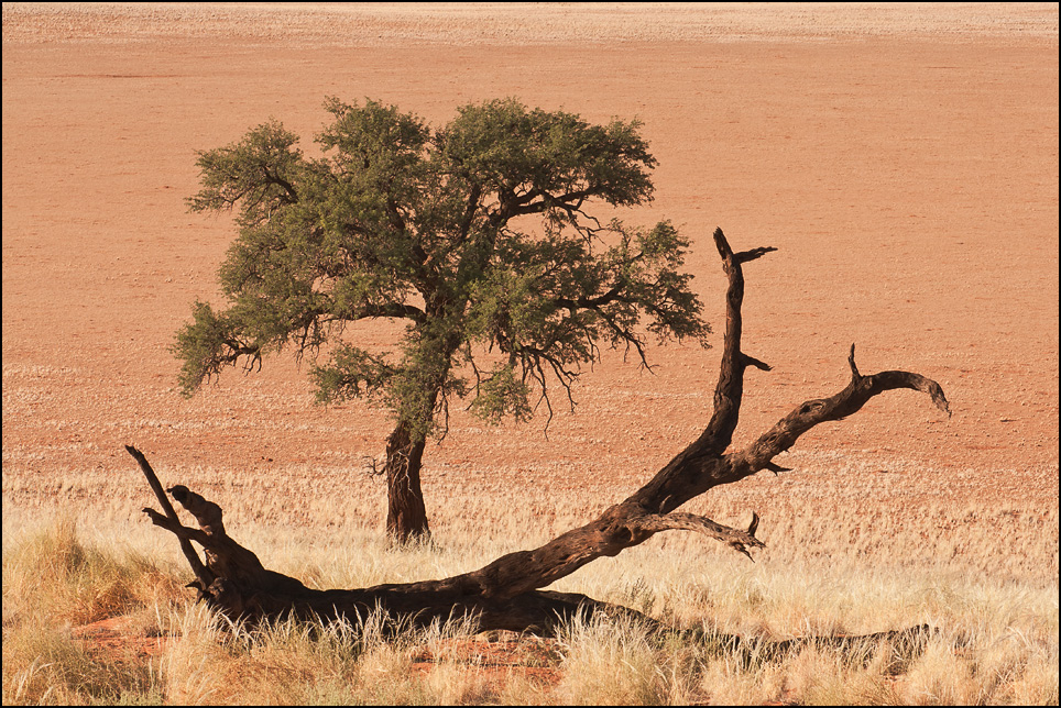 Baum ist / Baum war