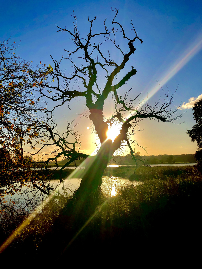 Baum ist tot 