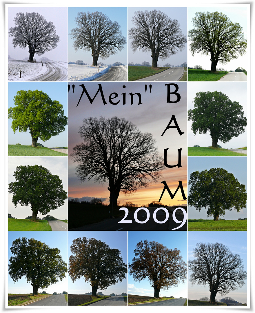 Baum-Jahr 2009