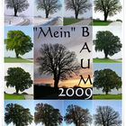 Baum-Jahr 2009