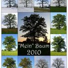 Baum-Jahr 2010