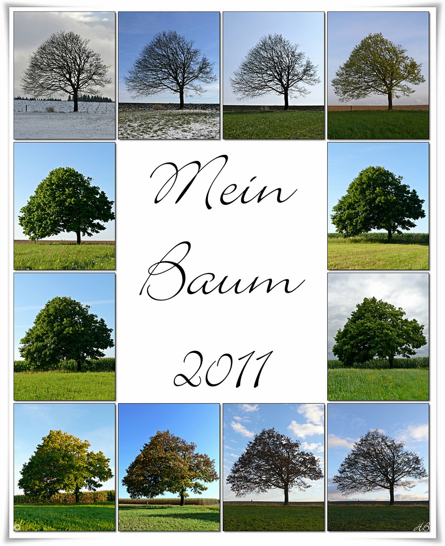 Baum-Jahr 2011