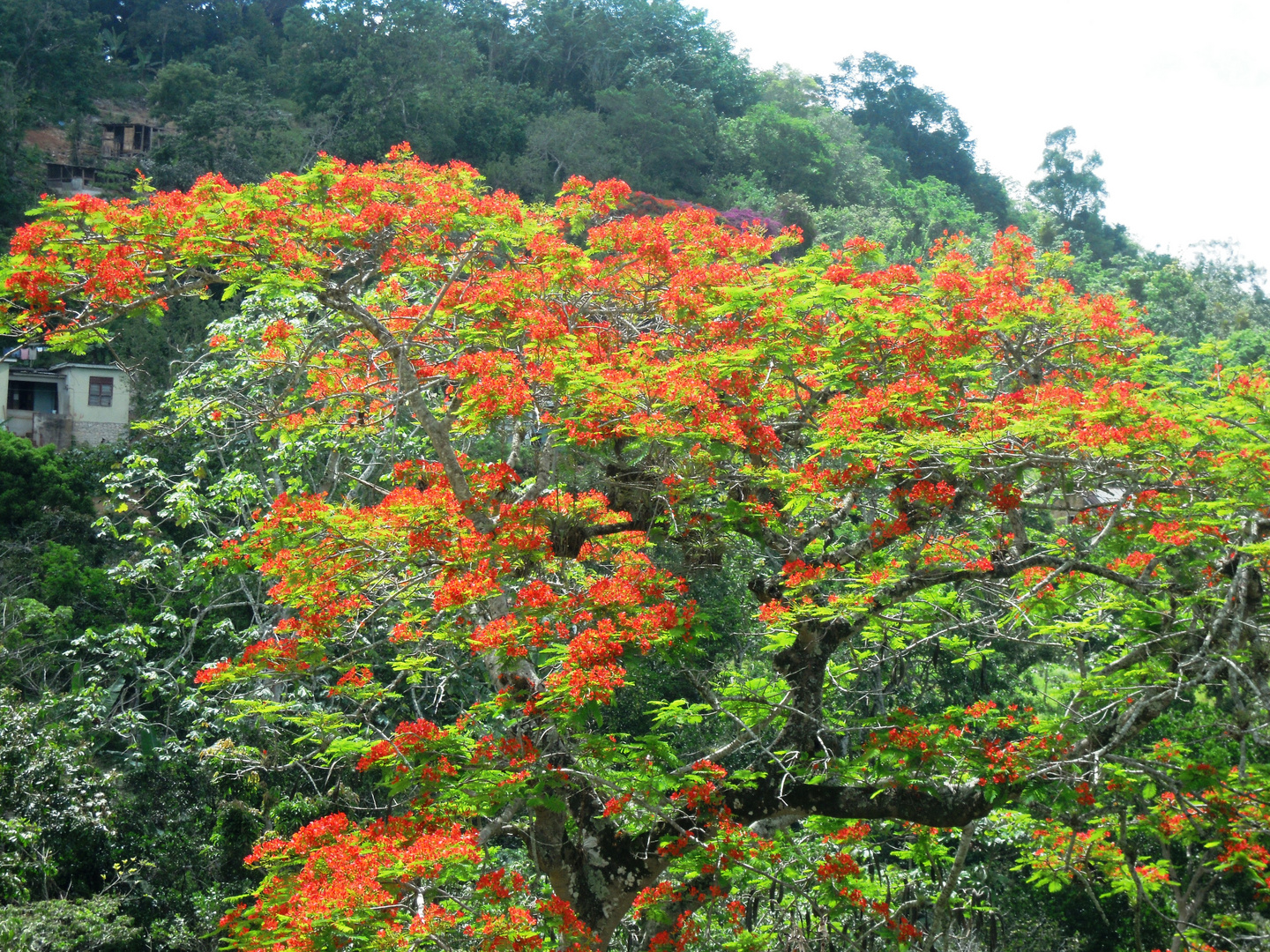 Baum Jamaika