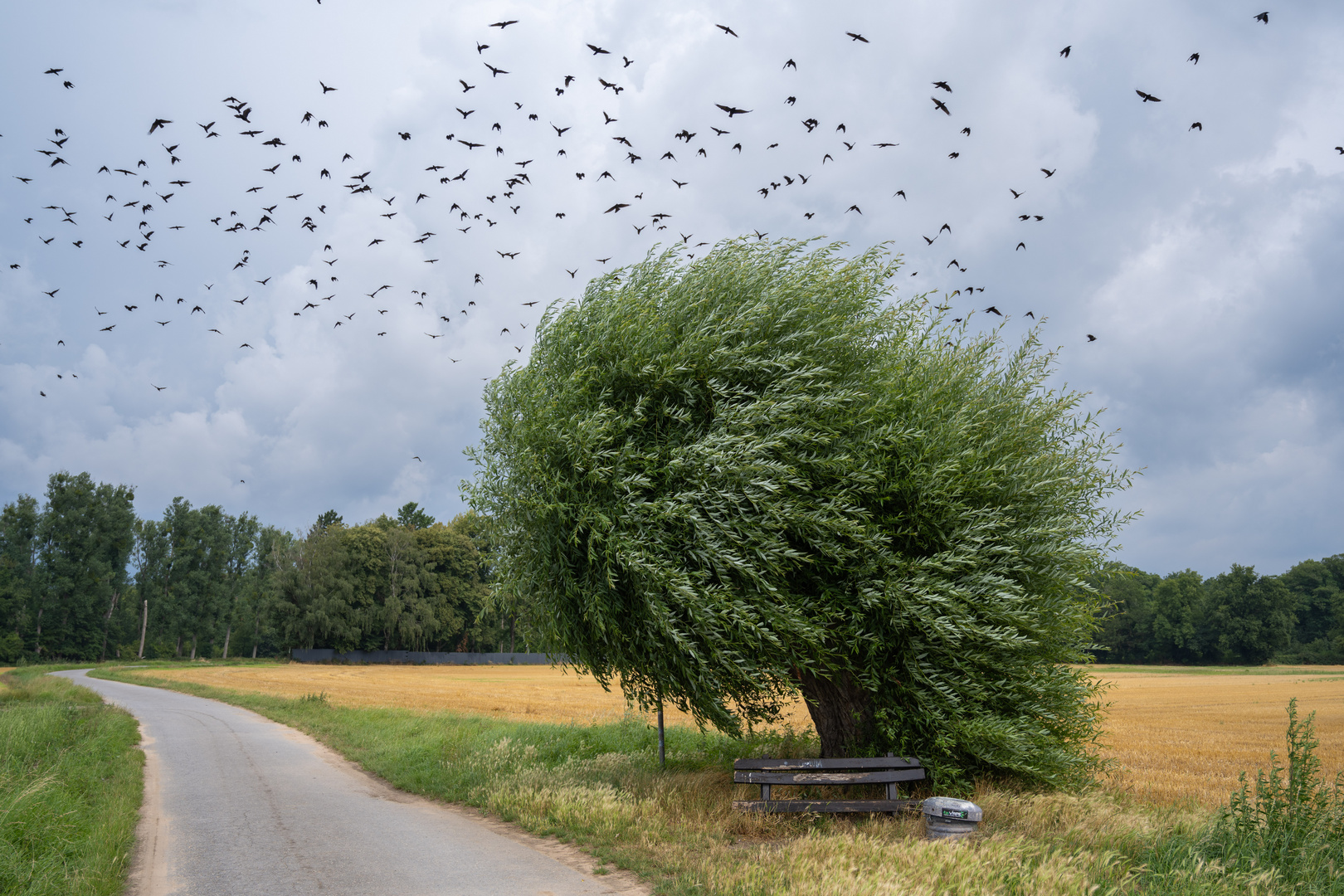 Baum-Kalkstraße-Lintorf