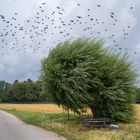 Baum-Kalkstraße-Lintorf