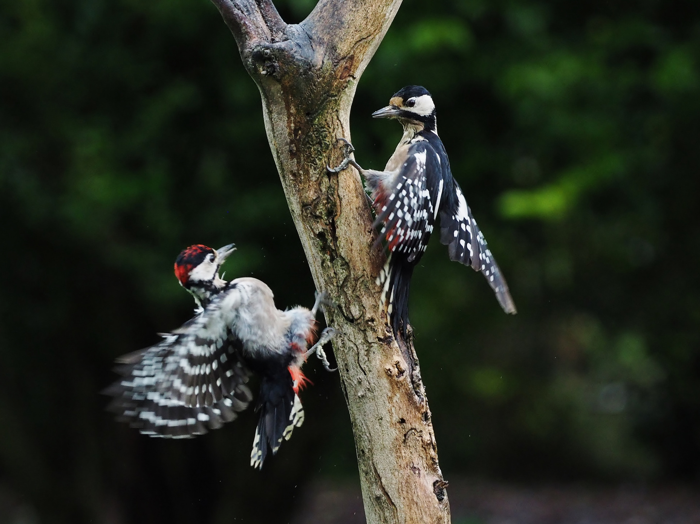 "Baum-Karussell"....