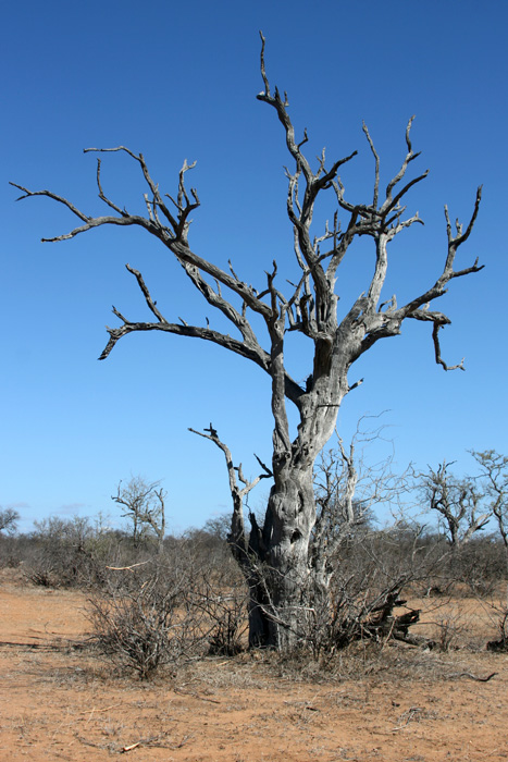 Baum - Klasserie - Südafrika