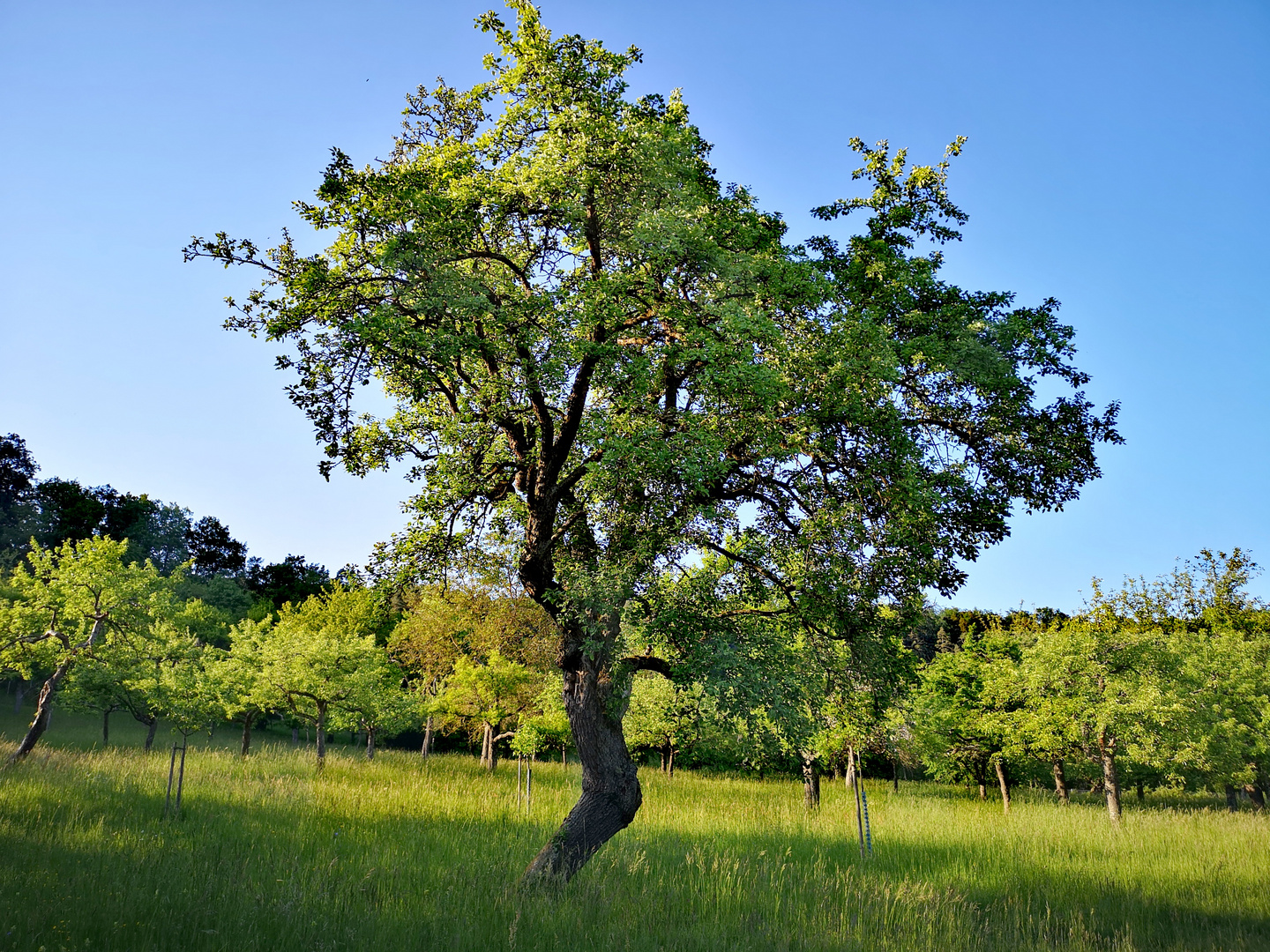 Baum Knick  p-21-28-col +9Naturfotos