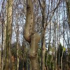 Baum-Knoten