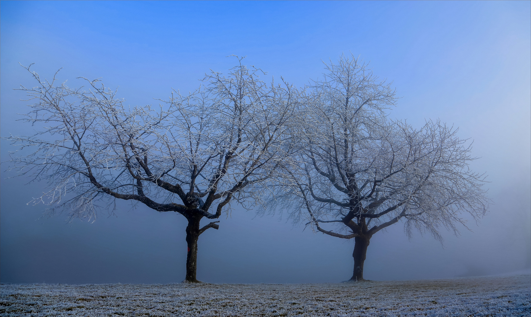 Baum Kommunikatin im Winter