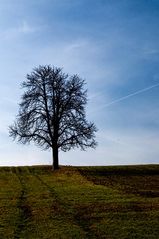 baum + kondensstreifen