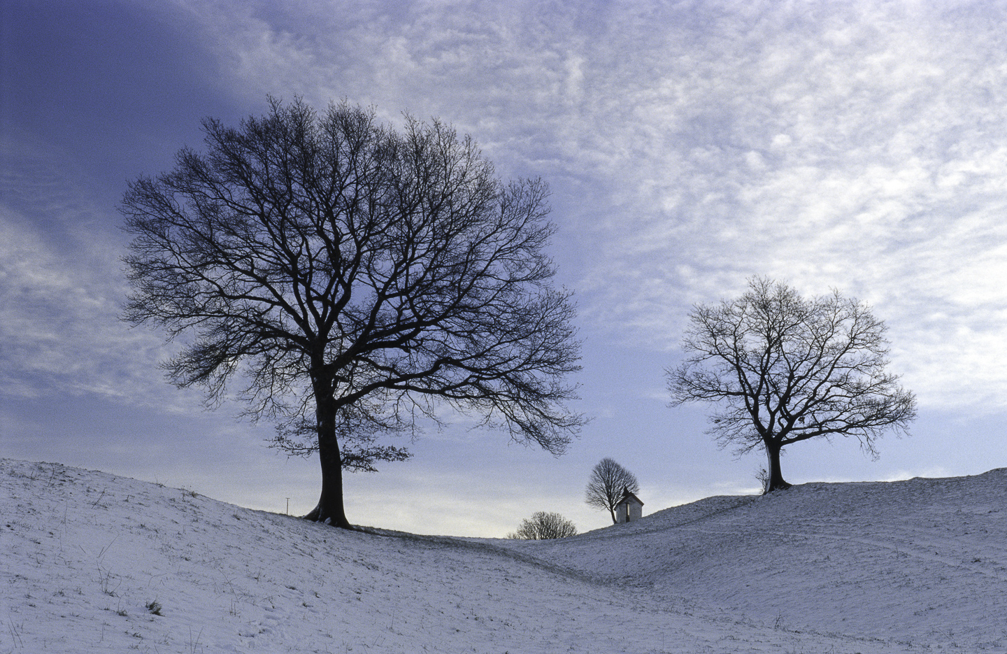 Baum-Kopie