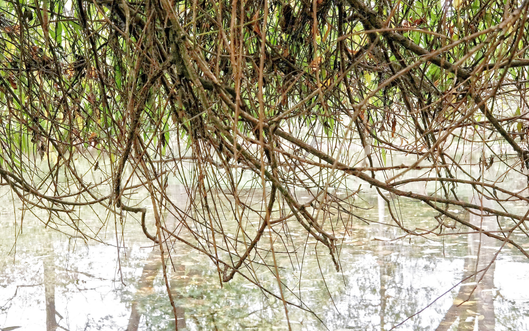 Baum küsst Teich