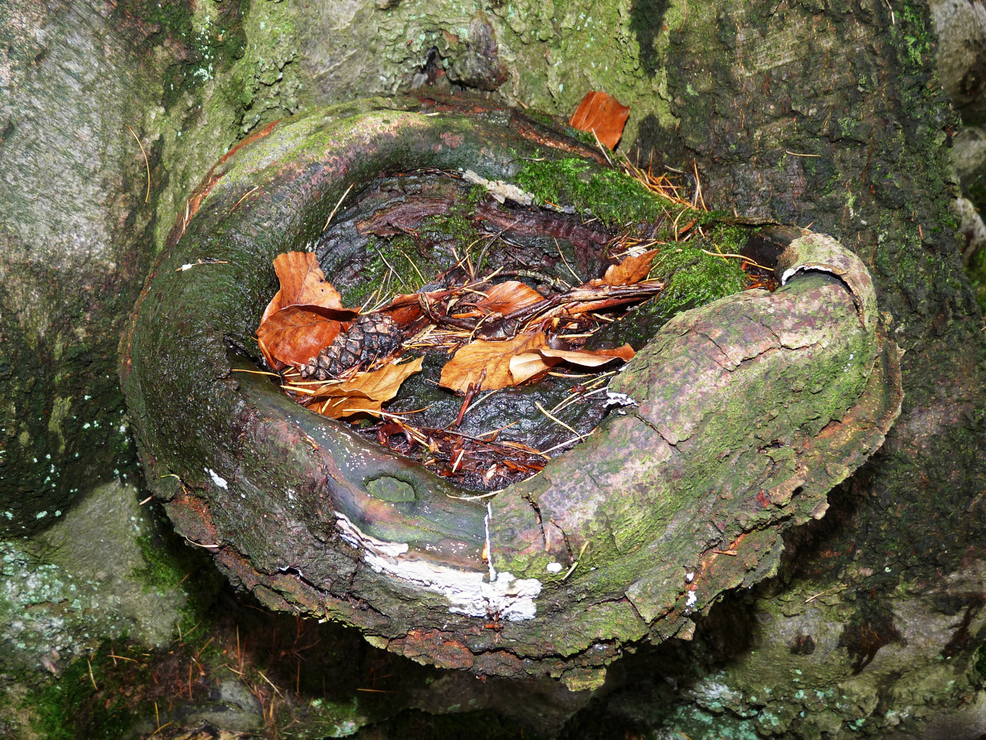 BAUM- LÄDCHEN.......