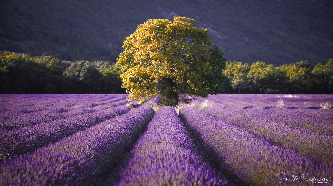 Baum & Lavendel