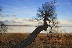 Baum-Leben am Konstanzer Horn