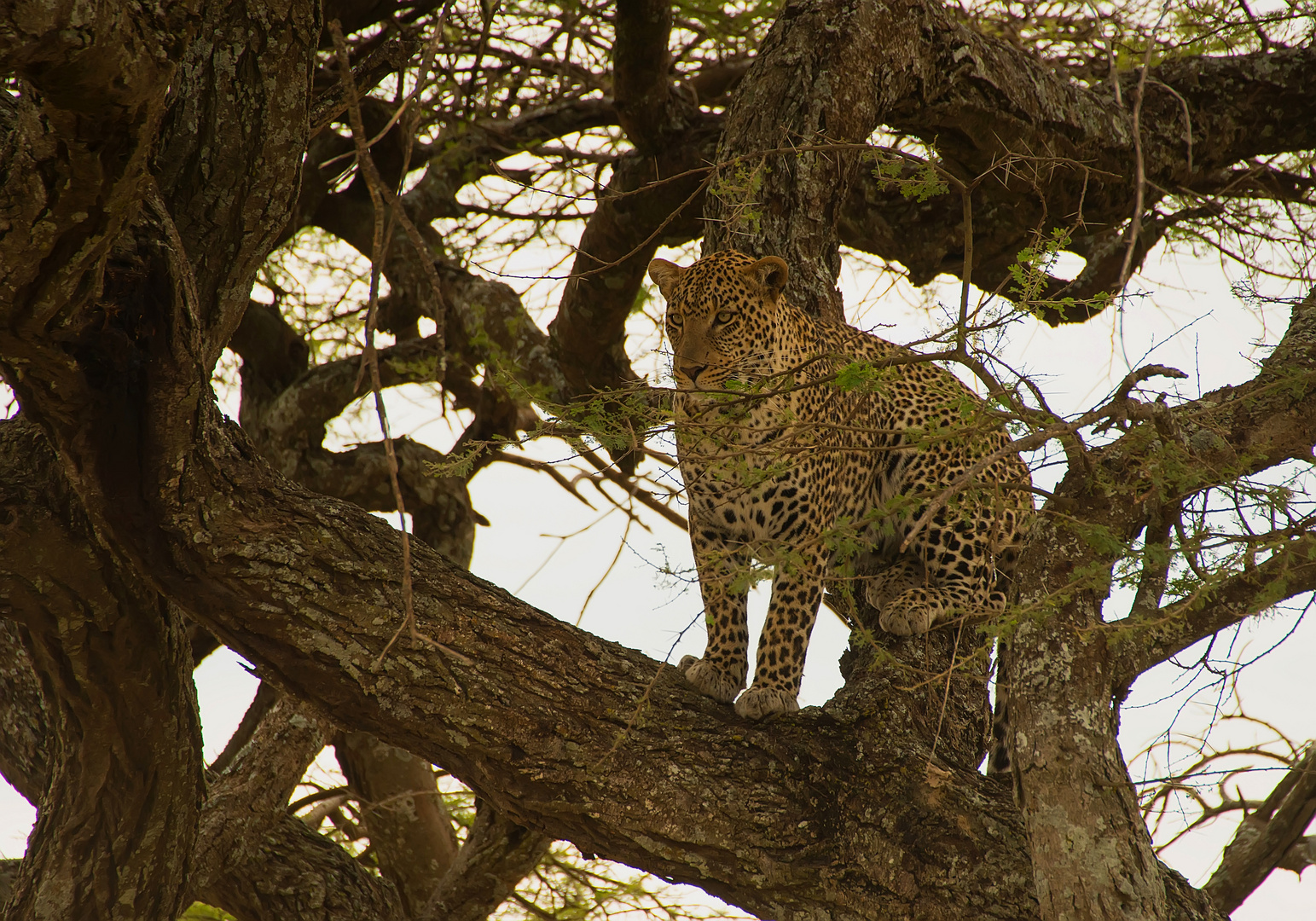 Baum Leopard