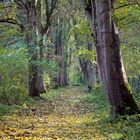 Baum leuchten....