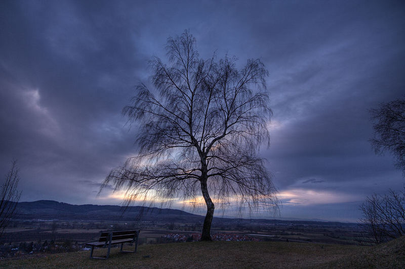 Baum + Licht