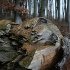 Baum liegt im Sterben