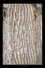 Baum Linien