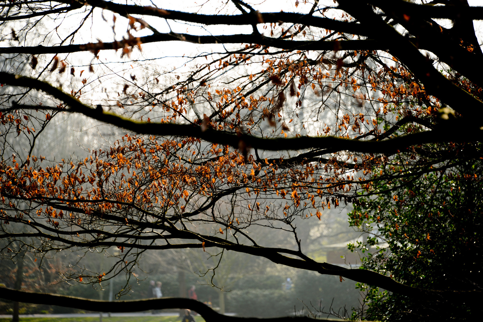 Baum - Luiesenpark