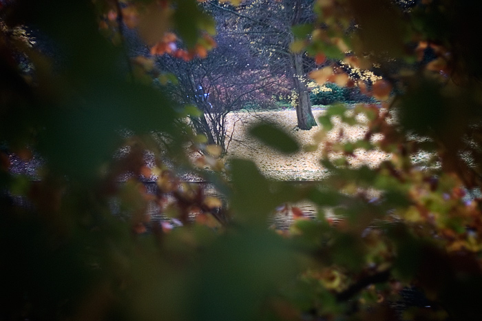 Baum macht Herbst