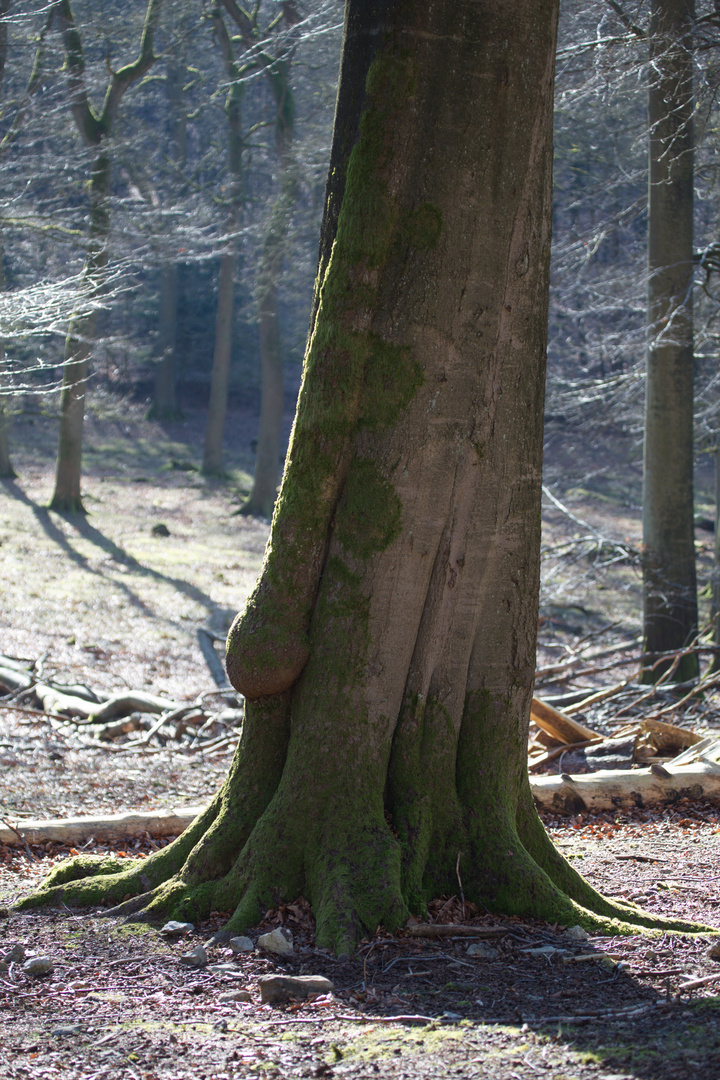 Baum Männlich sucht