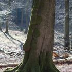 Baum Männlich sucht