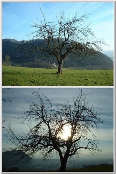 Baum mal 2