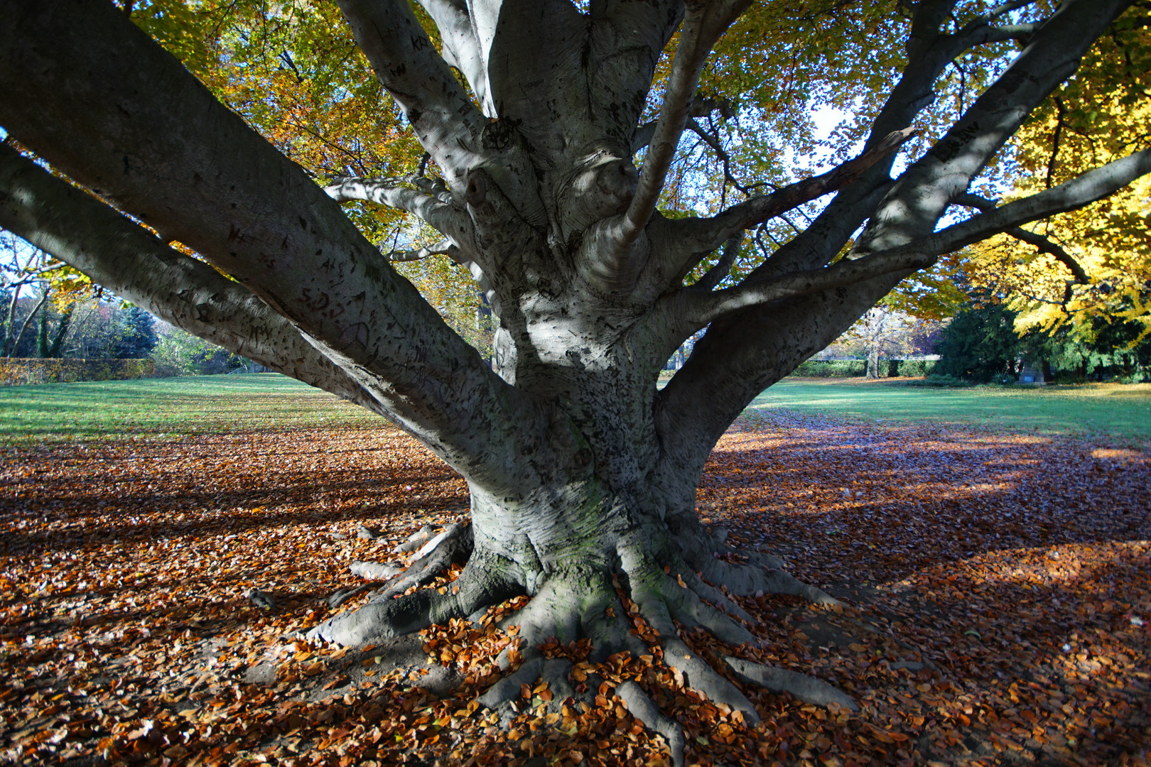 Baum mal anders