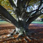 Baum mal anders