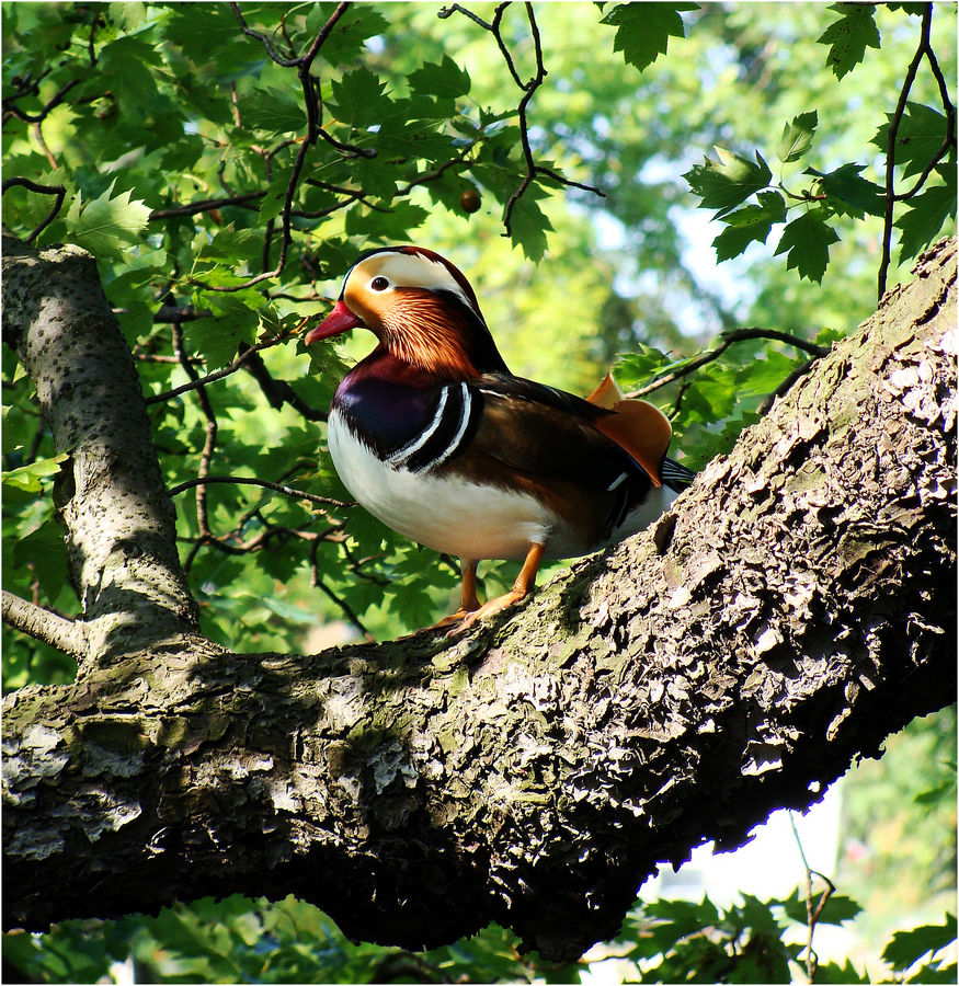 Baum-Mandarienente im Schloss Park von Pillnitz