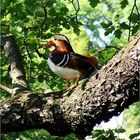 Baum-Mandarienente im Schloss Park von Pillnitz