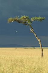 Baum / Masai Mara