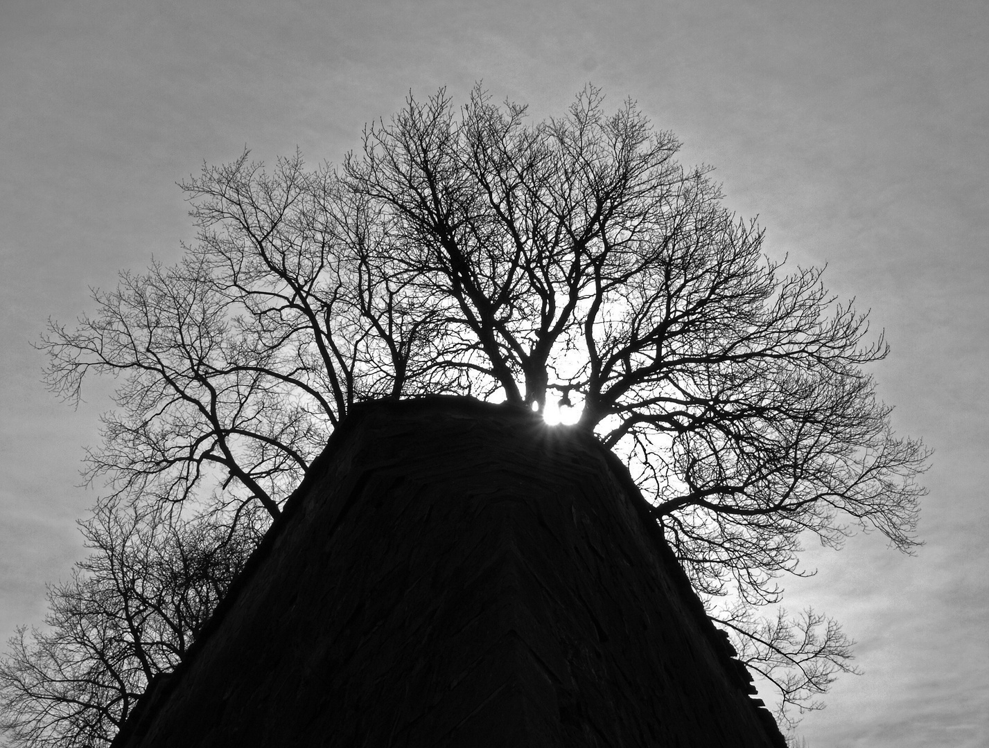 Baum - Mauer - Gegenlicht