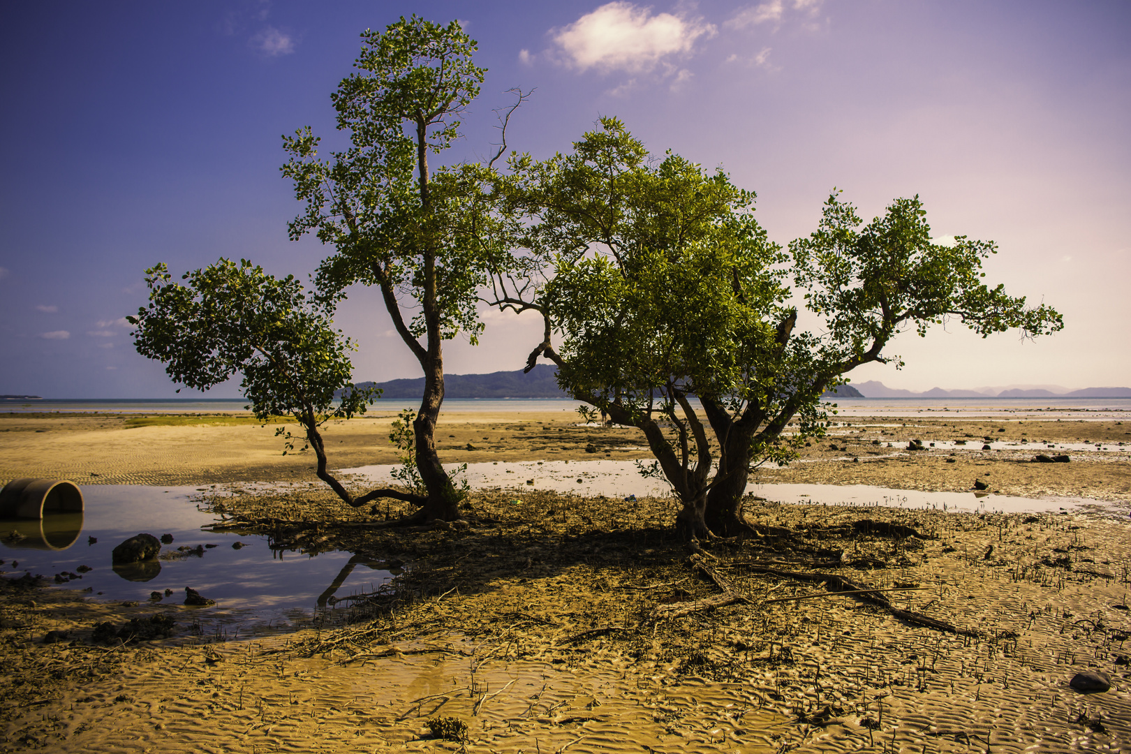 Baum Meer