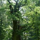 Baum-Methusalem bei den Ivenacker Eichen