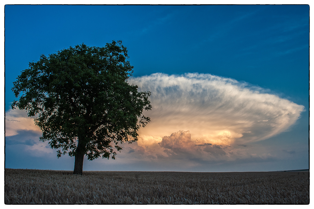 Baum mit abendlichem Geleucht