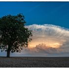 Baum mit abendlichem Geleucht