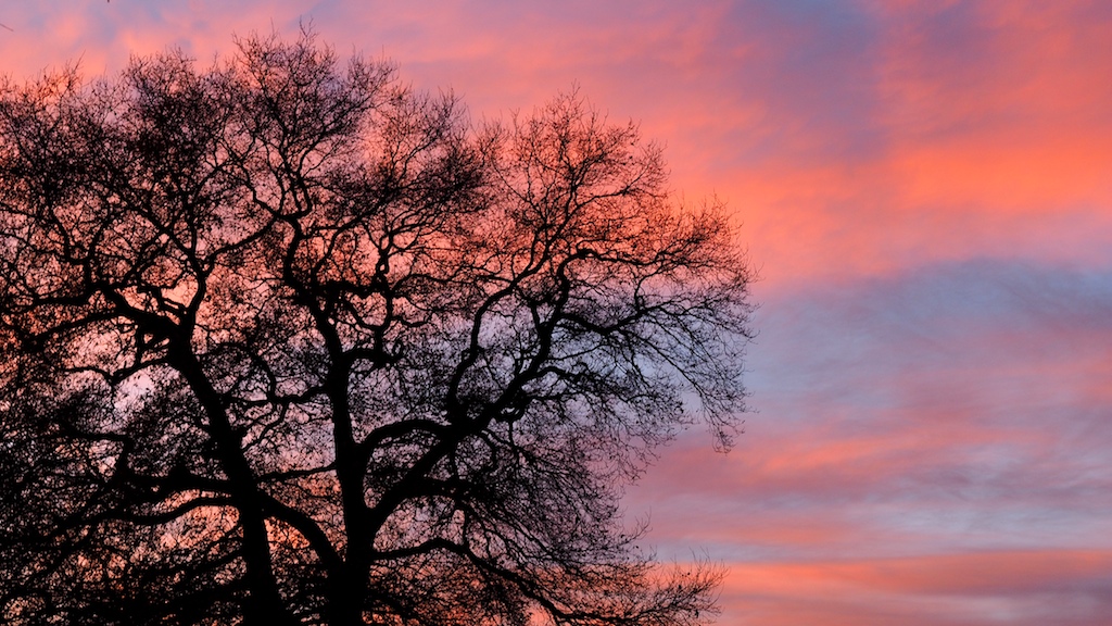 Baum mit Abendrot