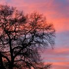 Baum mit Abendrot