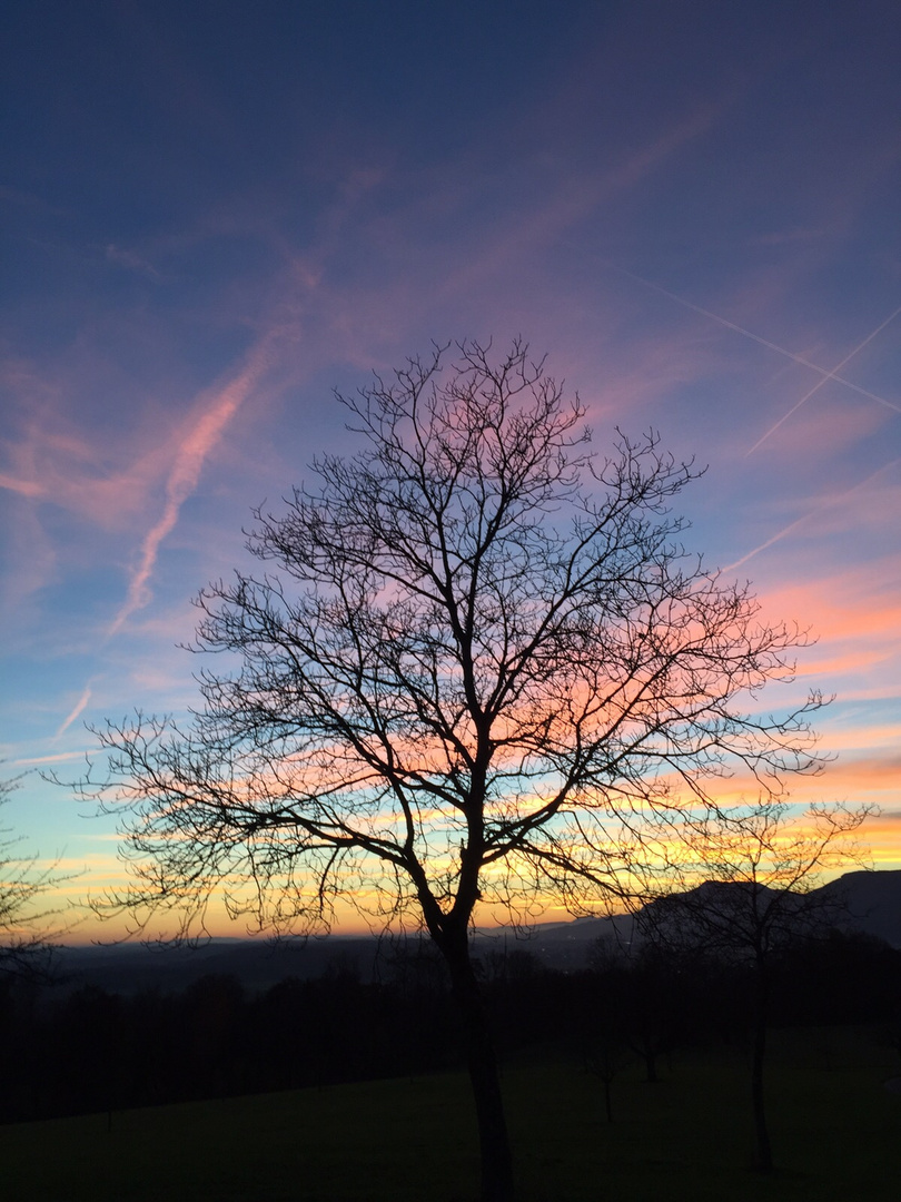 Baum mit Abendstimmung