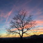 Baum mit Abendstimmung