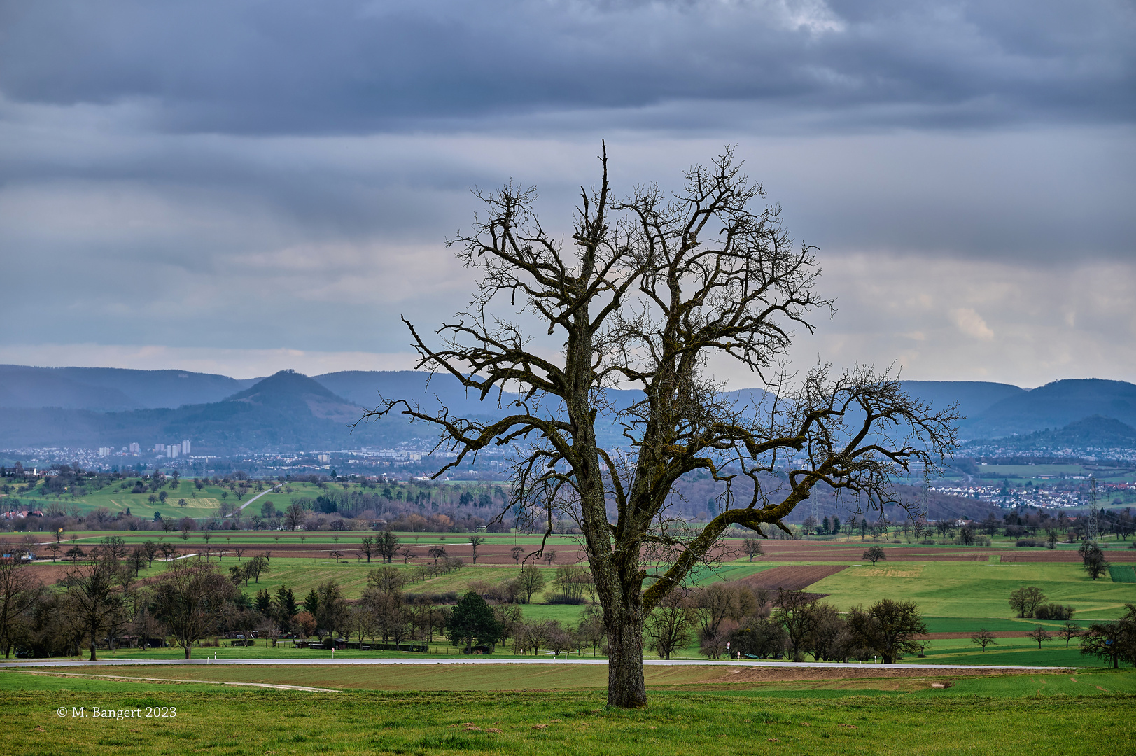 Baum mit Achalm