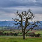 Baum mit Achalm