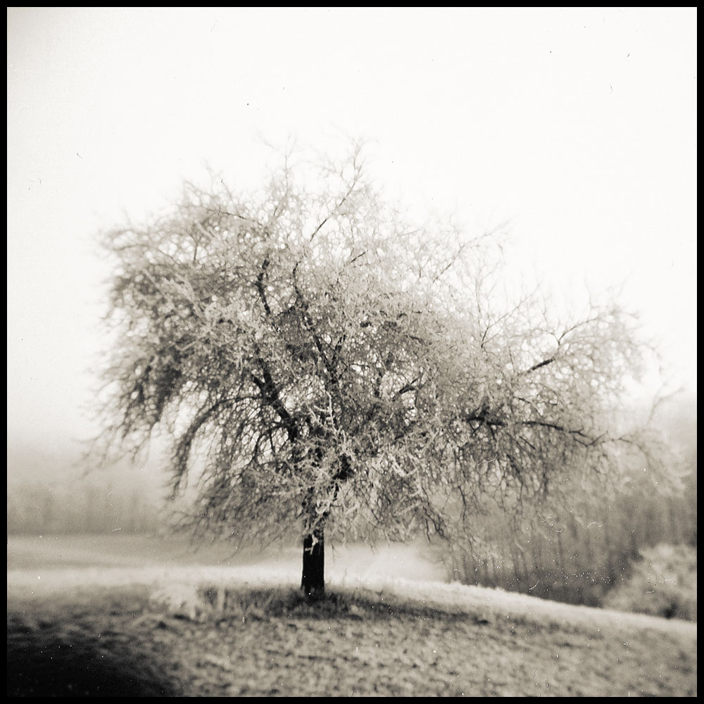 baum mit ästen im schnee auf hügel