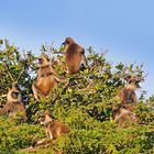 Baum mit Affen