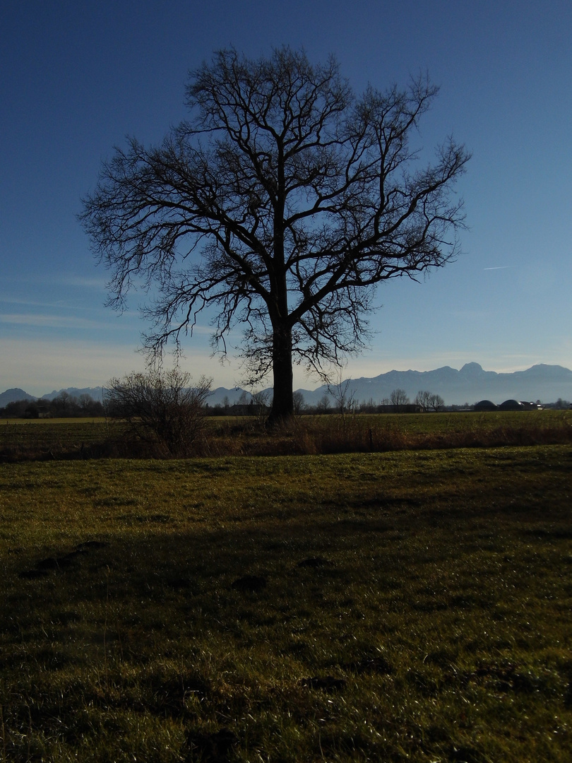 Baum mit Alpenpanorama im Gegelicht